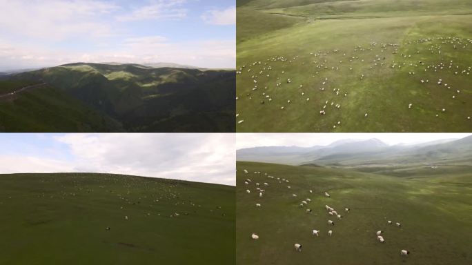 新疆草原吃草的羊