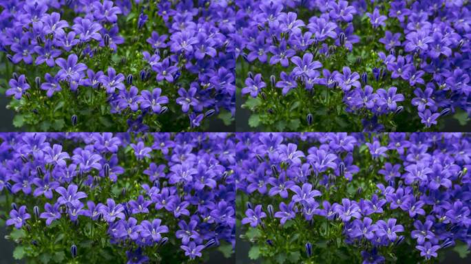 风铃草生长开花延时视频