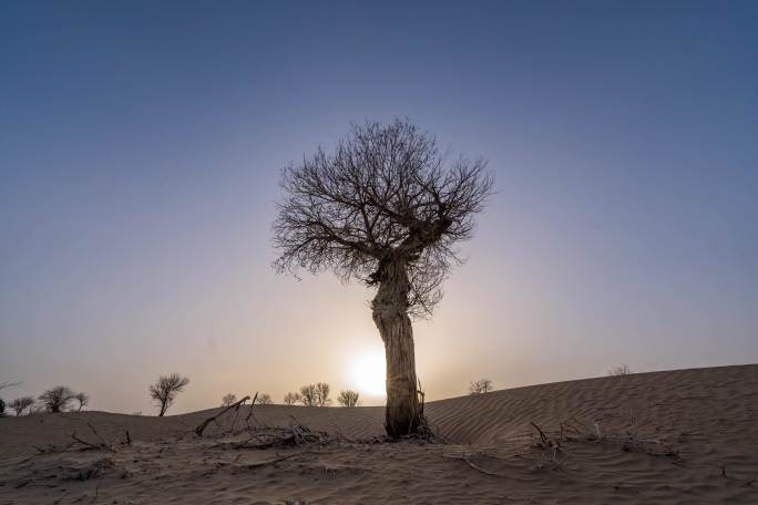 塔克拉玛干沙漠树干日转夜延时