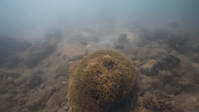 黄色海葵