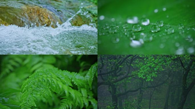唯美雨天绿色植被小河流水水滴水珠森林意境