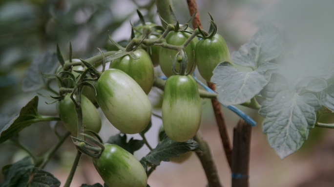 无公害蔬菜种植