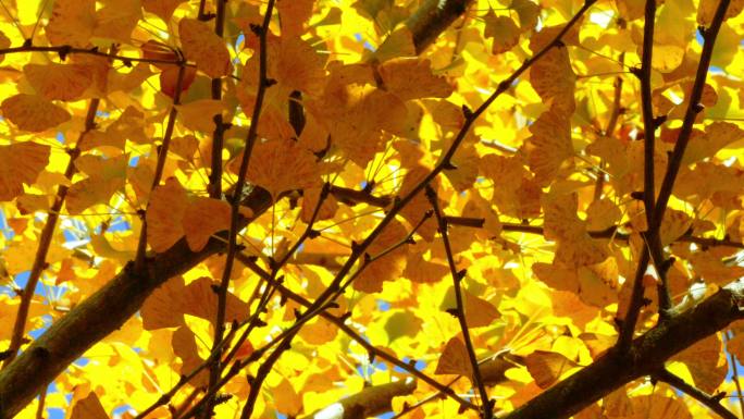 秋天的银杏叶金色银杏叶银杏树温暖治愈