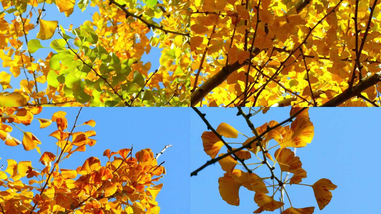 秋天的银杏叶金色银杏叶银杏树温暖治愈