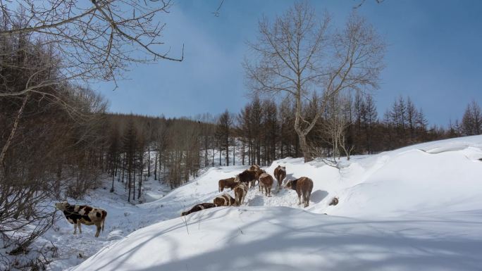 冬季林地雪地牛群延时视频