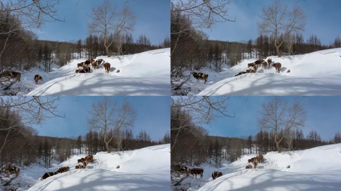 冬季林地雪地牛群延时视频