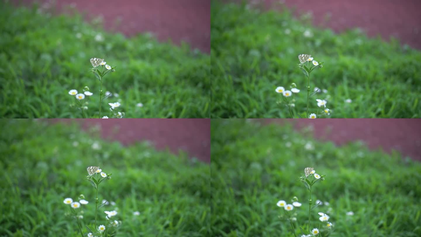 蝴蝶 小花 野花 野草 白色小花 小清新