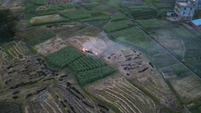 4k视频傍晚农民燃烧田地里的秸秆