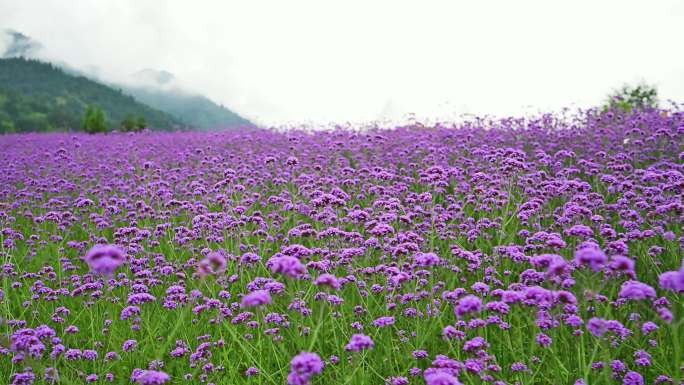 马鞭草花海唯美高山花园花朵盛开视频素材