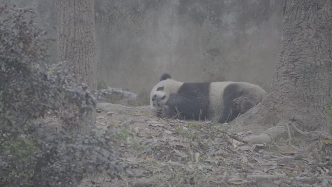 熊猫睡觉3