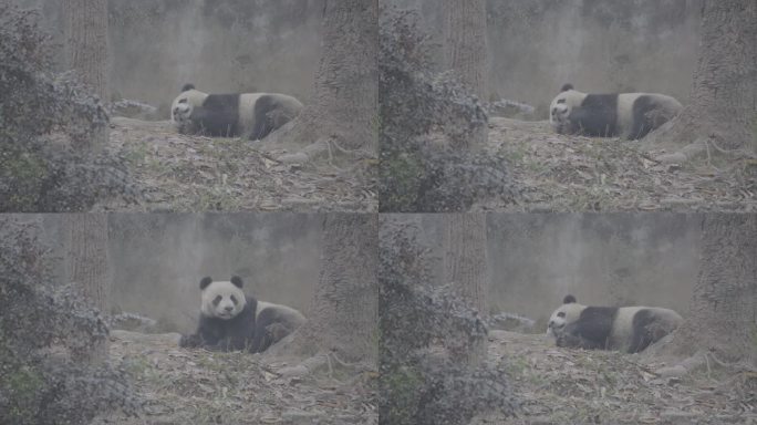 熊猫睡觉3