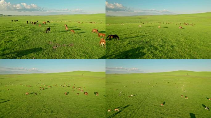 内蒙古呼伦贝尔大草原蓝天白云马群牛群