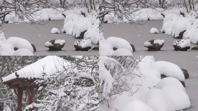 雪景 树木