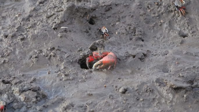 清理泥沙觅食的螃蟹