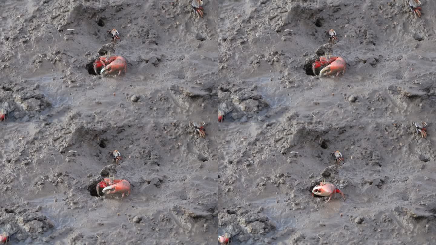 清理泥沙觅食的螃蟹