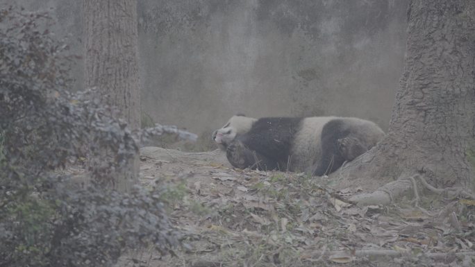 熊猫睡觉2