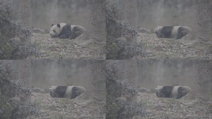 熊猫睡觉2