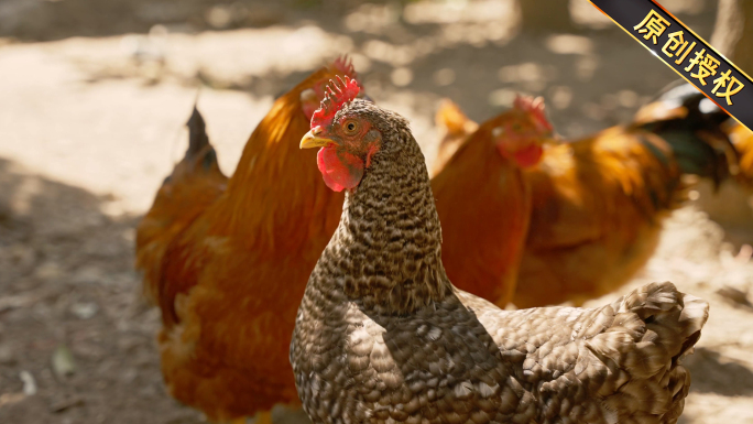 土鸡散养鸡溜达鸡生态养殖