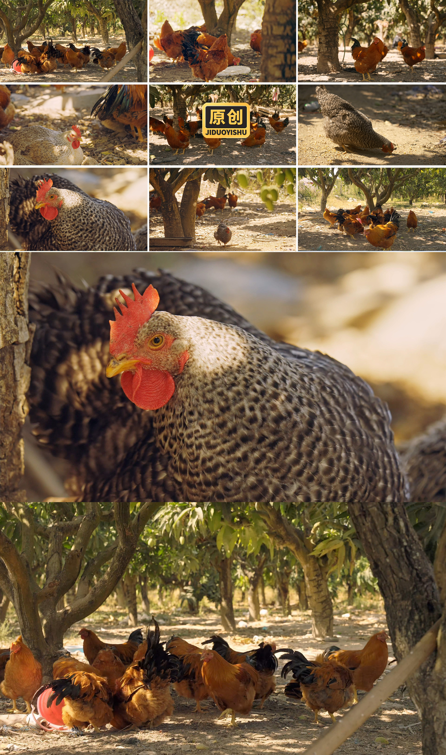 土鸡散养鸡溜达鸡生态养殖