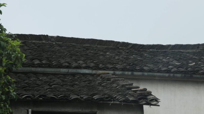 屋顶上的鸟