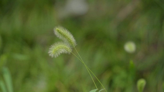 夏日常见小草绿植狗尾巴草