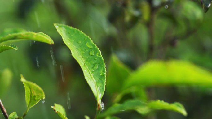 雨水雨季下雨