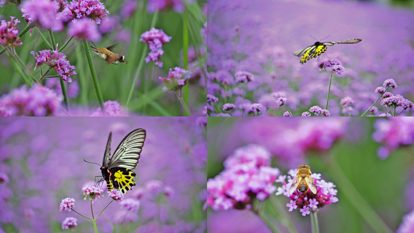 紫色花朵马鞭草花园蜜蜂蝴蝶蜂蛾昆虫采蜜