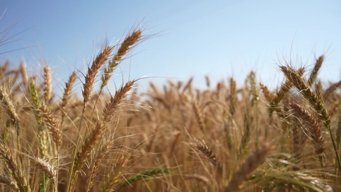 捷麦19号盐碱地 盐碱地小麦种植