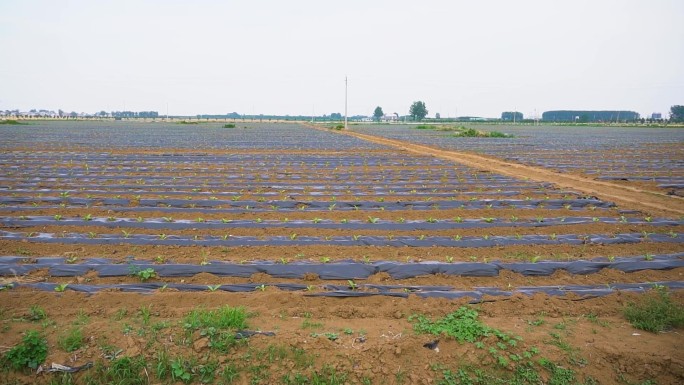 烟苗种植培育基地