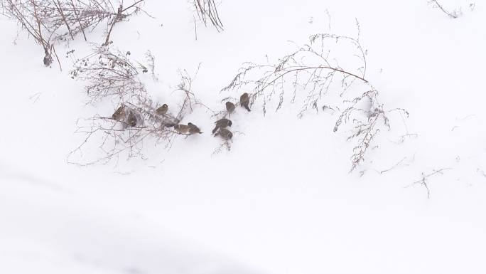 雪景 下雪 小鸟 麻雀
