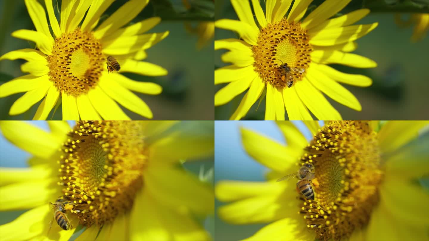 唯美勤劳蜜蜂向日葵采蜜视频素材