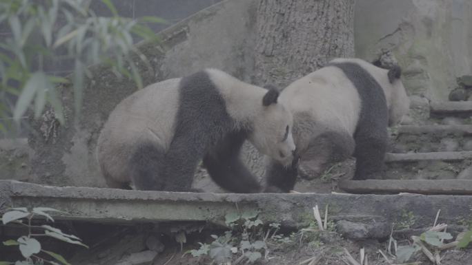 两只熊猫玩耍打闹7