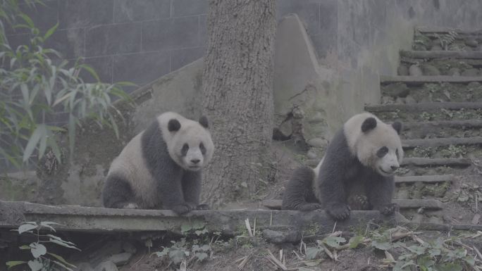 两只熊猫玩耍打闹9