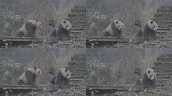 两只熊猫玩耍打闹9