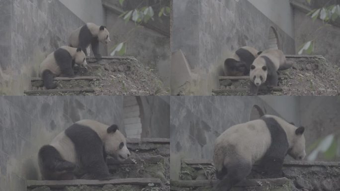 两只熊猫玩耍打闹5
