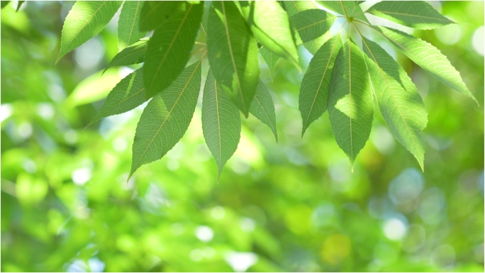 清晨阳光 树叶 夏天