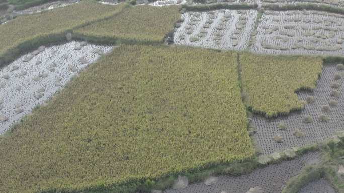 南方梯田 梯田 水稻田 山田 田 闽清田