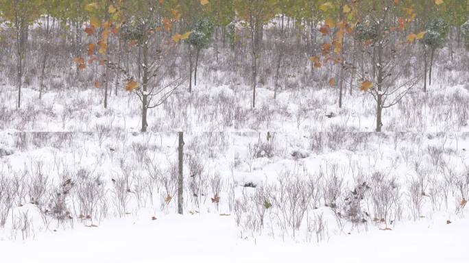 雪景 下雪 小鸟 麻雀