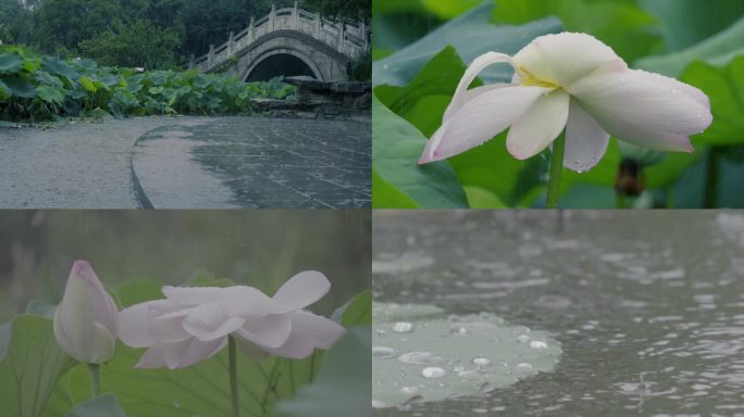 雨中荷塘雨打荷花荷叶雨水蜻蜓雨滴