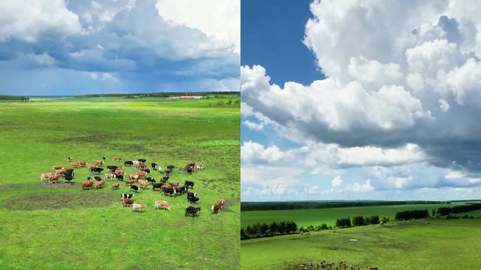 东北夏天大地航拍牛群湿地庄稼农田自然风光