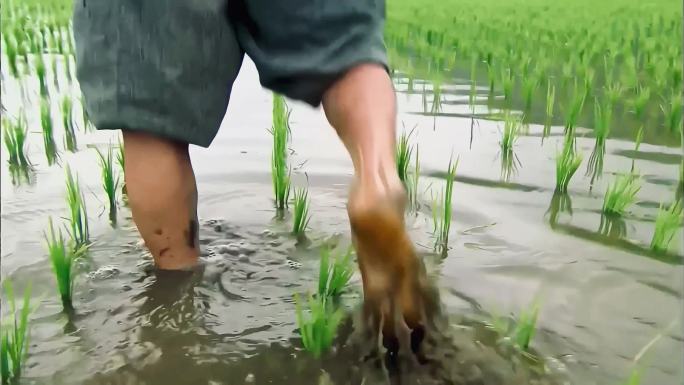 稻田行走农田种植灌溉农活