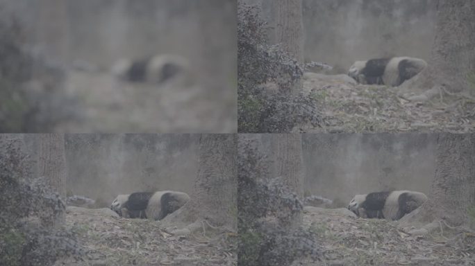 熊猫 4k