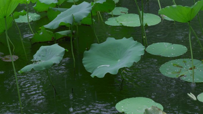 雨中荷花