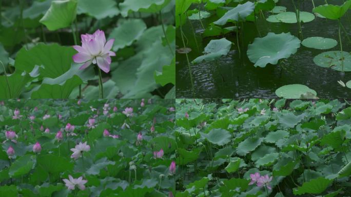 雨中荷花