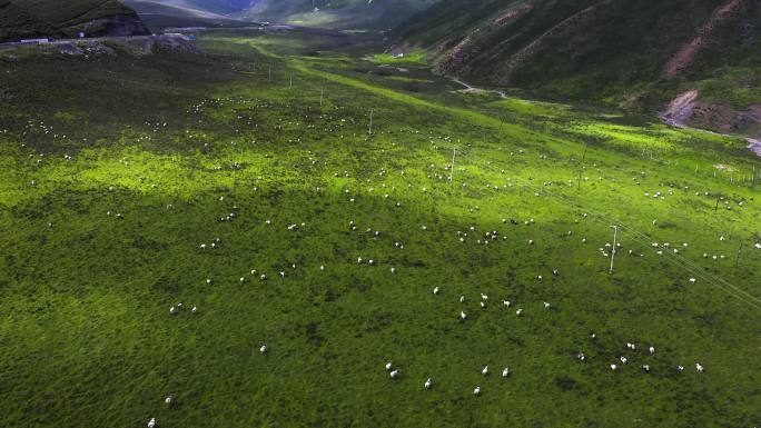 大草原山坡羊群放牧