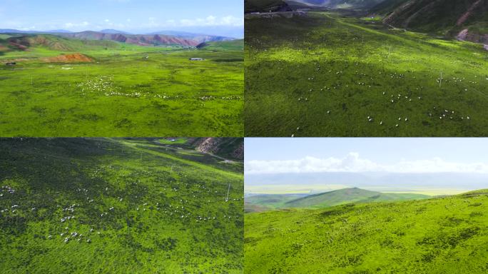 大草原山坡羊群放牧