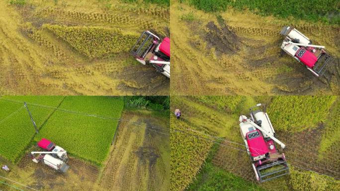 新农村收割机割稻子丰收机械化生产