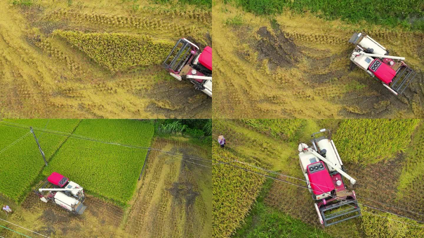 新农村收割机割稻子丰收机械化生产