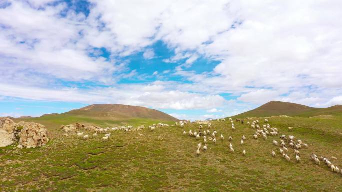 放牧 草原 羊群 草地风景 草原风景