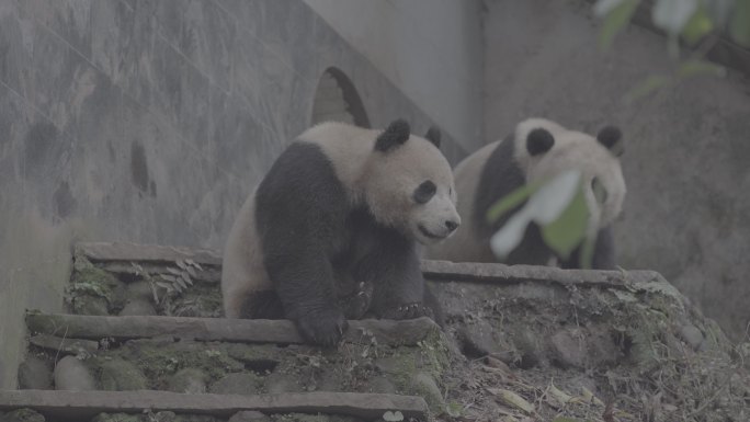 两只熊猫玩耍打闹10